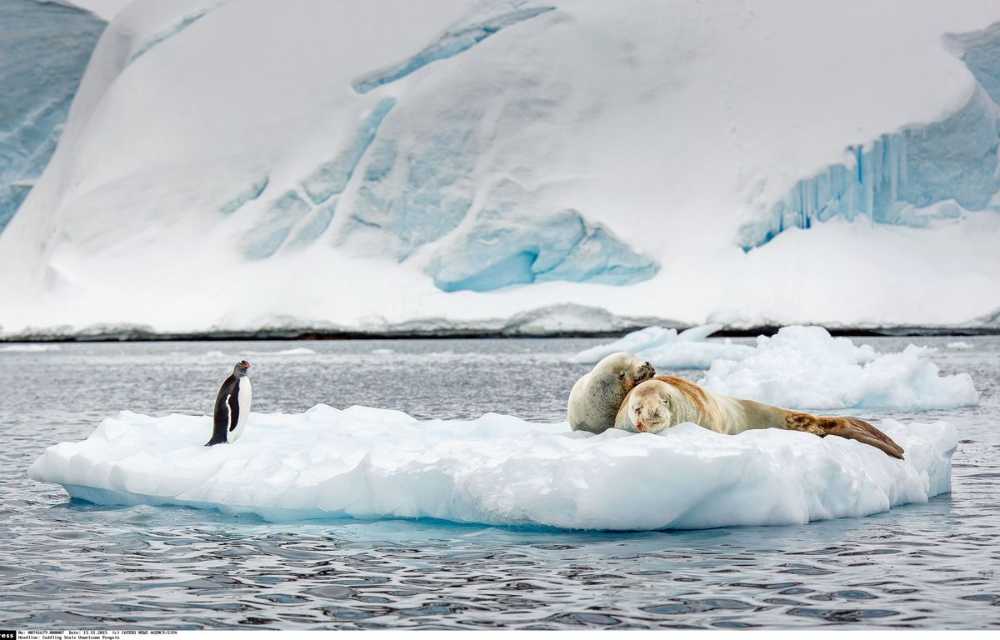 1200x768_pic-by-david-merron-caters-news-pictured-a-penguin-intrudes-on-a-pair-of-cuddling-seals-this-pair-of-canoodling-seals-received-an-unwelcome-surprise-when-their-petting-time-was-interrupted-by