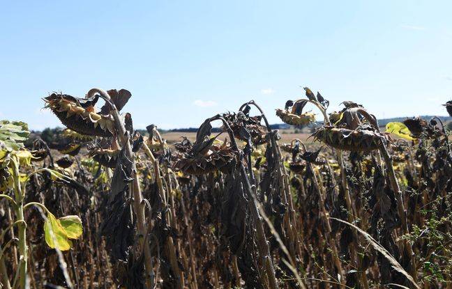 648x415_the-severe-drought-that-hit-france-this-summer-could-well-have-repercussions-here-in-photo-a-field-of-sunflowers-which-suffered-from-the-drought-and-the-heat-wave-in-the-department-of-isere-allilimourad-sipa-0221-2208160951
