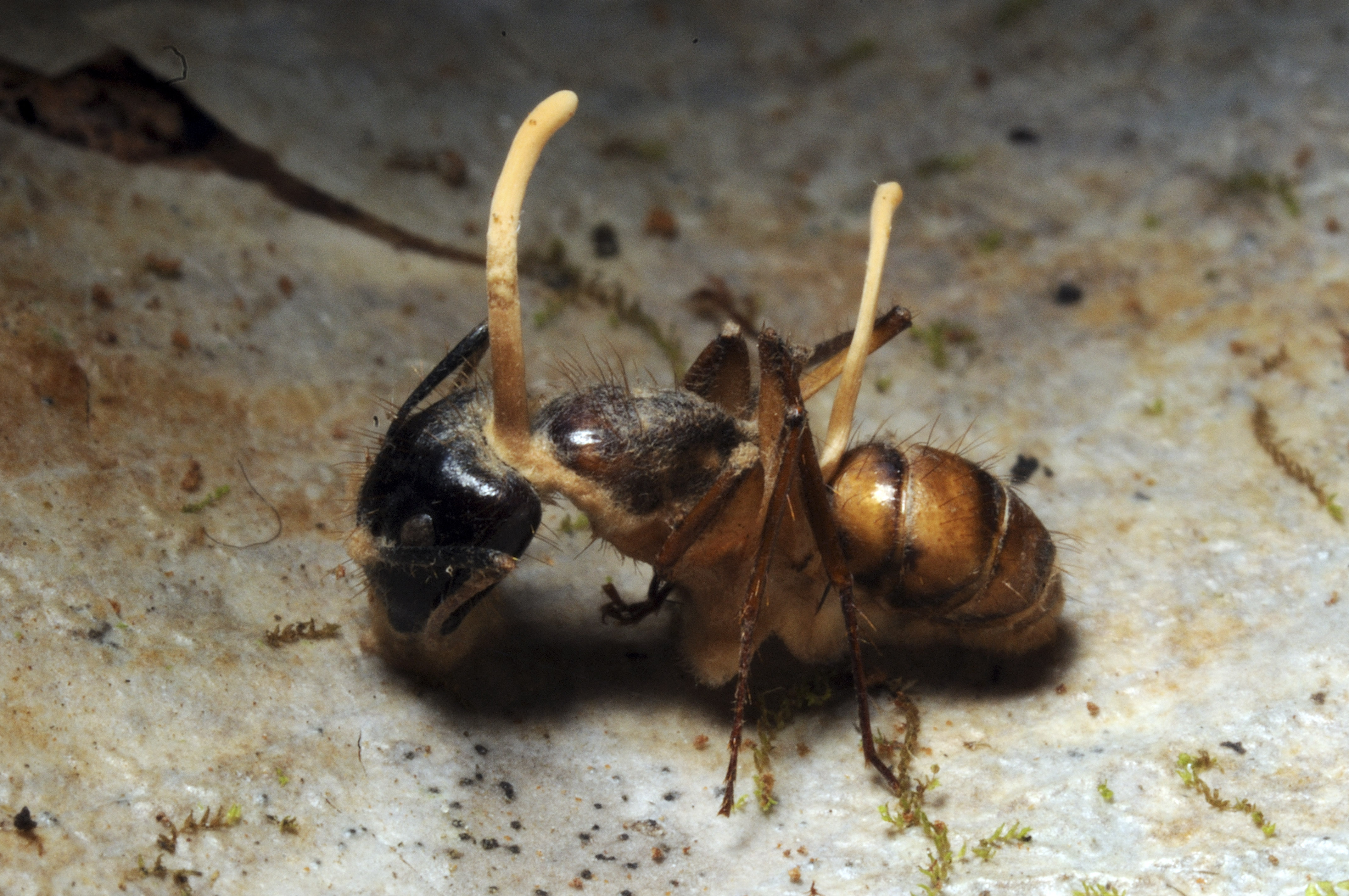 Une fourmi parasitée par l'Ophiocordyceps unilateralis en Guyane, le 11 septembre 2009. (DANIEL HEUCLIN / BIOSPHOTO / AFP)